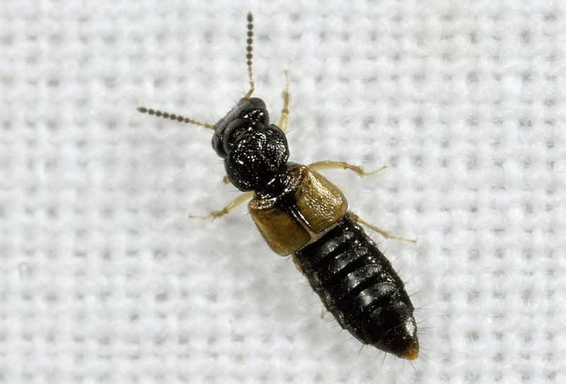Staphylinidae: Bledius (Hesperophilus) sp. e cfr. Oxytelus piceus